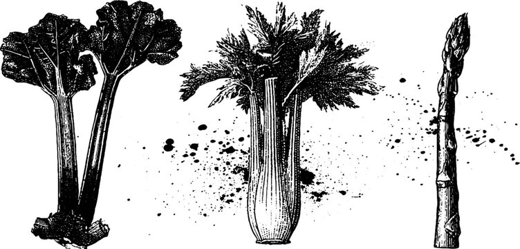 Rhubarb celery and asparagus isolated black and white botanical illustrations set with stalks leaves and texture for vintage kitchen label packaging poster background