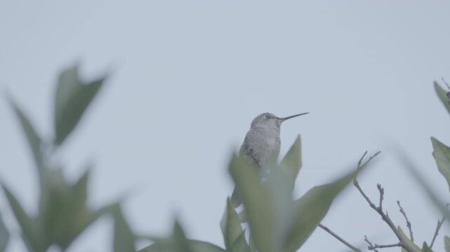 Hummingbird Perched Above Green Foliage