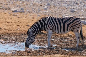 Plains Zebra Drinking at an African Waterhole © Angie