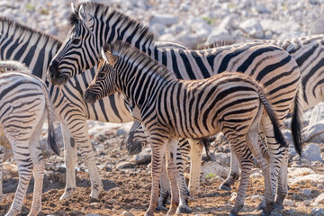 Herd of Plains Zebras Gathering in African Savanna © Angie