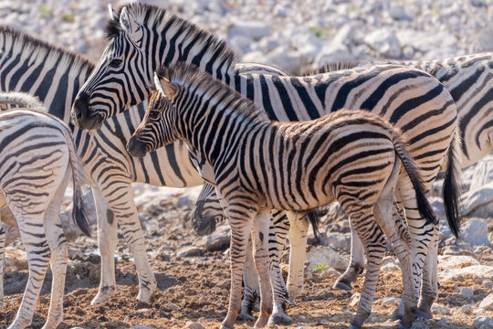 Herd of Plains Zebras Gathering in African Savanna