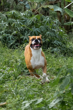 boxer dog running on grass