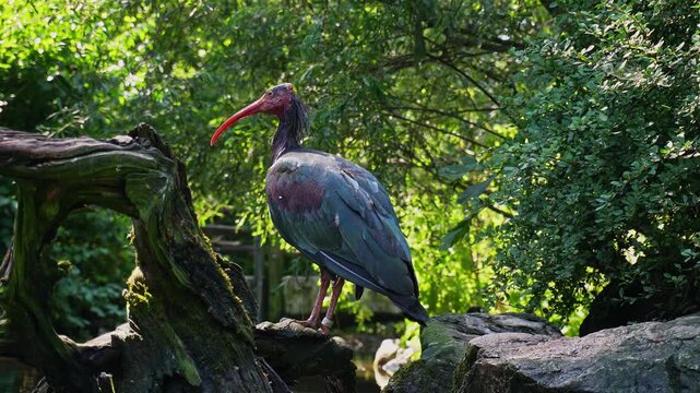 The northern bald ibis, hermit ibis, or waldrapp lat.Geronticus eremita is a migratory bird found in barren, semi-desert or rocky habitats, often close to running water.
