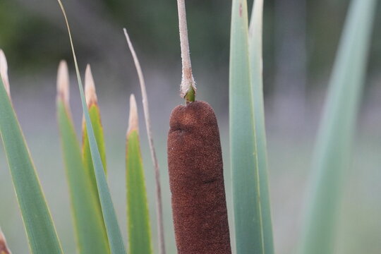 Brown cattail flower spike growing among green wetland leaves