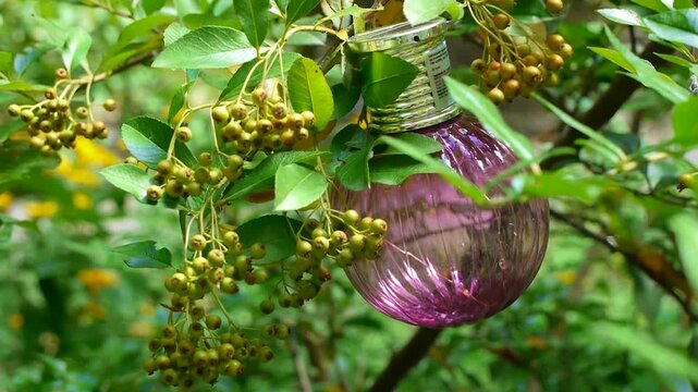 Close-up of a pink glass garden lantern hanging on a branch among green leaves and berries