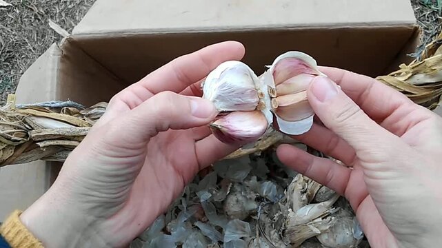 Separating garlic cloves from a fresh garlic bulb by hand 