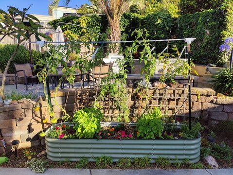 Summer Garden