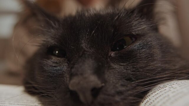 Close up of black cat resting on open book with soft lighting and calm expression. scene features detailed texture of fur visible whiskers printed text in background warm indoor setting