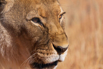 Close-Up Profile of a Lioness in Warm Savanna Light © Angie