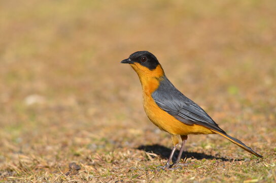 Chorister Robin-Chat standing on the lawn at Thendele Camp, Royal Natal National Park, Drakensberg, South Africa