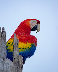 Macaw © Nick Hobgood