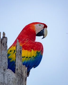 Macaw