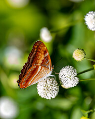 butterfly © Nick Hobgood
