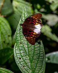 butterfly © Nick Hobgood