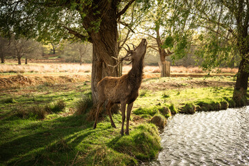 Stag Reaching for Leaves by Tree Near Riverbank in Spring © Sandor Szmutko