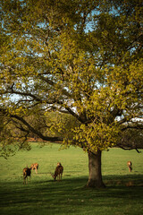 Large tree with deer grazing in green meadow © Sandor Szmutko