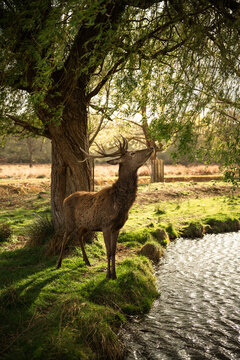 Stag reaching for tree leaves beside stream in natural setting