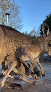 Cute joey coming out of mother kangaroo's pouch
