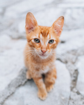 Podgorica, Montenegro - 20 June 2025: View of a small ginger kitten looking directly at the camera while sitting on a stone surface.