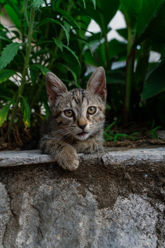 Podgorica, Montenegro - 20 June 2025: View of a small tabby kitten resting on a stone wall with green foliage in the background.