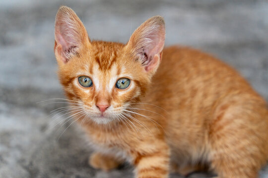 Podgorica, Montenegro - 20 June 2025: View of a ginger kitten looking directly at the camera with bright green eyes.