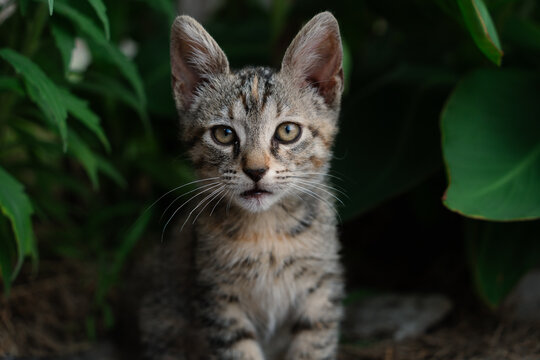 Podgorica, Montenegro - 20 June 2025: View of a small tabby kitten sitting among green leaves in a garden.