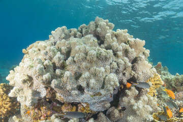 Coral reef and water plants in the Red Sea, Eilat, Israel  © yeshaya