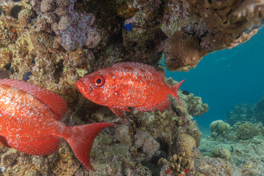 Fish swimming in the Red Sea, colorful fish, Eilat, Israel
