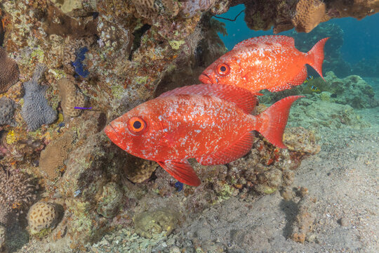 Fish swimming in the Red Sea, colorful fish, Eilat, Israel
