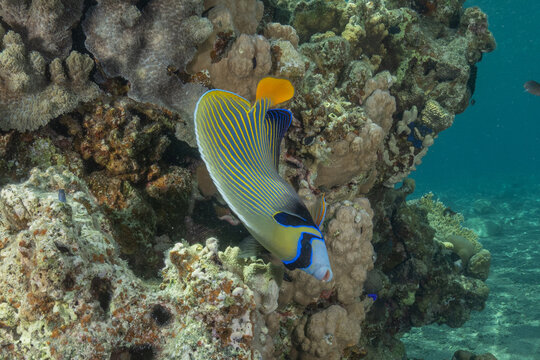 Fish swimming in the Red Sea, colorful fish, Eilat, Israel
