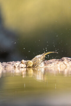 European serin (Serinus serinus) photographed in Spain
