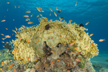 Coral reef and water plants in the Red Sea, Eilat, Israel  © yeshaya