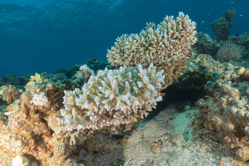Coral reef and water plants in the Red Sea, Eilat, Israel  © yeshaya