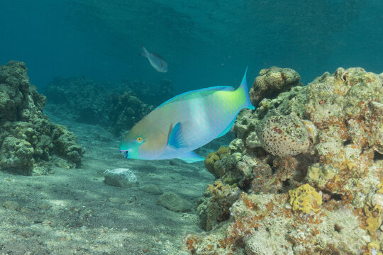 Fish swimming in the Red Sea, colorful fish, Eilat, Israel
