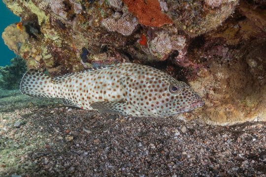 Fish swimming in the Red Sea, colorful fish, Eilat, Israel
