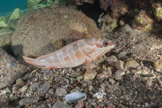 Fish swimming in the Red Sea, colorful fish, Eilat, Israel
