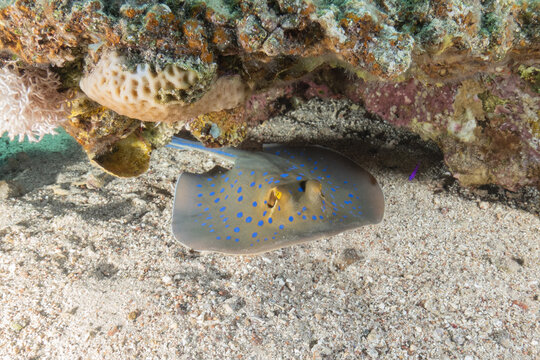 Blue-spotted stingray On the seabed in the Red Sea Eilat, Israel
