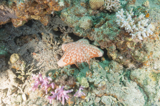 Starfish on the seabed in the Red Sea, Eilat Israel
