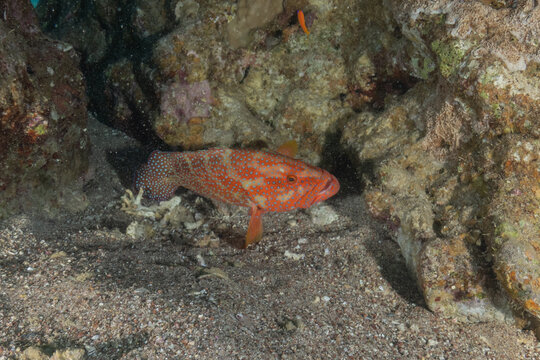 Fish swimming in the Red Sea, colorful fish, Eilat, Israel
