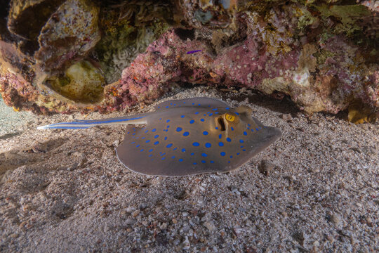 Blue-spotted stingray On the seabed in the Red Sea Eilat, Israel
