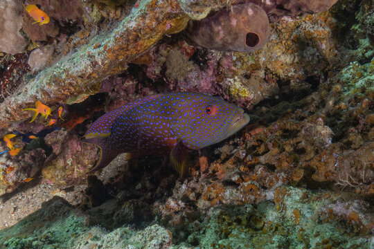 Fish swimming in the Red Sea, colorful fish, Eilat, Israel
