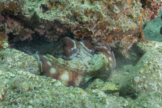Octopus king of camouflage in the Red Sea, Eilat Israel 
