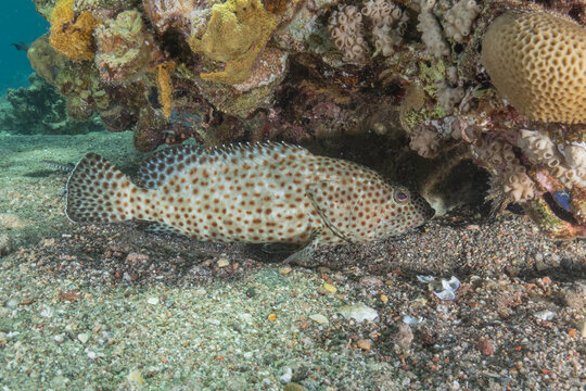 Fish swimming in the Red Sea, colorful fish, Eilat, Israel
