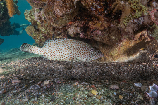 Fish swimming in the Red Sea, colorful fish, Eilat, Israel
