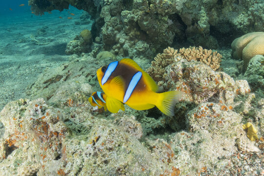 Clown-fish anemonefish in the Red Sea Colorful and beautiful, Eilat Israel
