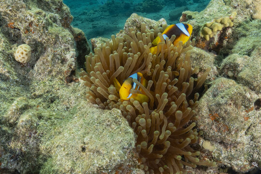 Clown-fish anemonefish in the Red Sea Colorful and beautiful, Eilat Israel
