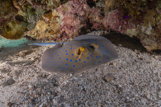 Blue-spotted stingray On the seabed in the Red Sea Eilat, Israel
