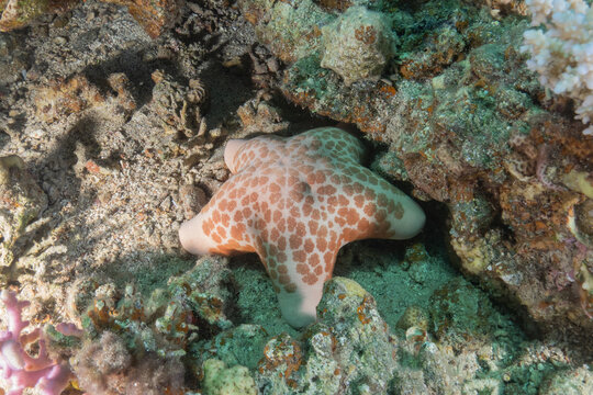 Starfish on the seabed in the Red Sea, Eilat Israel

