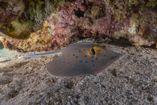 Blue-spotted stingray On the seabed in the Red Sea Eilat, Israel
