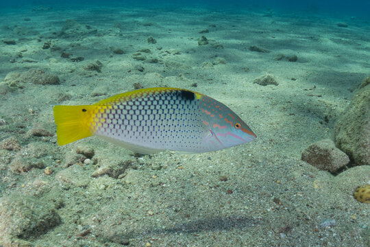 Fish swimming in the Red Sea, colorful fish, Eilat, Israel
